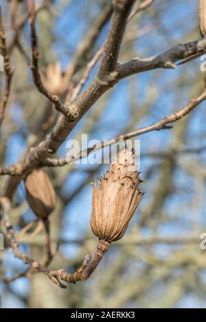 Têtes de graine de Tulip Tree / Liriodendron tulipifera (aussi nommé Tulip Poplar &). Une fois utilisée comme plante médicinale dans les remèdes. Banque D'Images