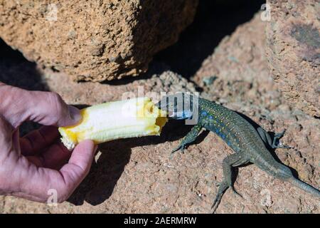 Tenerife Lizard étant alimentés à la main une banane. Banque D'Images
