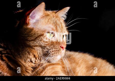 Chat Orange Race Melangee Demi Persan En Prenant Un Morceau De La Moulee A Partir D Une Main Fond Sombre Photo Stock Alamy