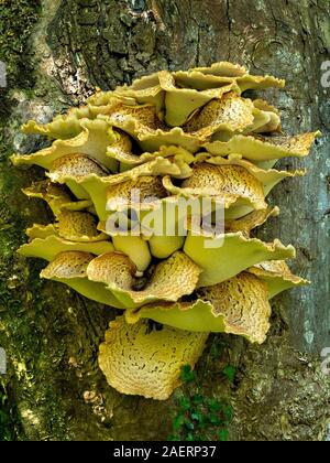 La dryade grand jaune Champignons (Polyporus squamosus selle) growing on tree trunk en mai, Ecosse, Royaume-Uni Banque D'Images