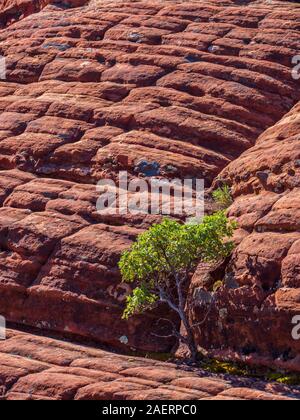 Les plantes et les Dunes pétrifiées, Snow Canyon State Park, Saint George, Utah. Banque D'Images