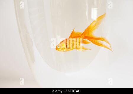 Piscine dans un aquarium de poissons rouges sur fond blanc, fond de l'aquarium Banque D'Images