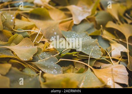 Close up image of fallen vert mouillé et des feuilles jaunes sur le terrain. Banque D'Images