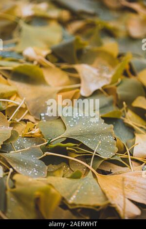 Close up image of fallen vert mouillé et des feuilles jaunes sur le terrain. Banque D'Images