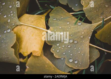 Close up de gouttelettes d'eau sur les feuilles vertes et jaunes sur le terrain. Banque D'Images