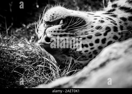 Un portrait noir et blanc portrait d'un léopard couché sur le dos dans l'herbe. Le carnivore est en train de dormir. Banque D'Images