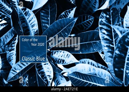 Couleur de l'année 2020 classique bleu Pantone. Belles grandes feuilles allongées tropicales liées. Arrière-plan de contraste. Teinté noir et blanc photo. Banque D'Images