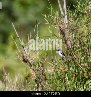 Un seul homme African Stonechat perché sur une tige de bambou, de format carré, Aberdare National Park, Kenya Highlands, Kenya, Afrique Banque D'Images