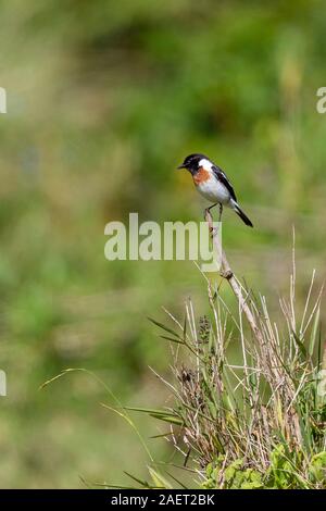 Un seul homme African Stonechat perché sur une tige de bambou,format vertical, Aberdare National Park, Kenya Highlands, Kenya, Afrique Banque D'Images