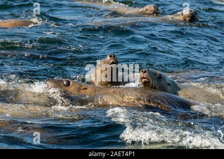 Curieux de jeunes lions de mer de Steller inspecter un bateau, près de Campania Island (Colombie-Britannique) Banque D'Images