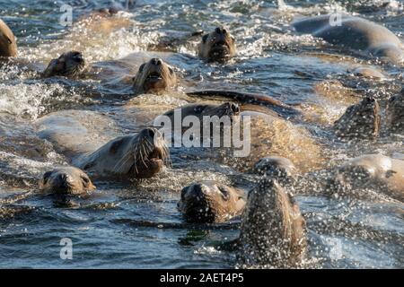 Les lions de mer de Steller adolescents luttent pour s'approcher de notre bateau, près de Campania Island (Colombie-Britannique) Banque D'Images