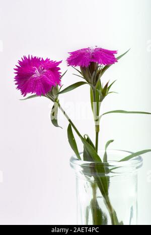 Sweet William fleurs coupées du jardin et placé dans un vase en verre Banque D'Images