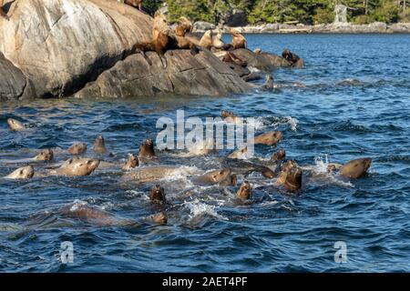 L'adolescent curieux de mer de Steller piscine lions le long du côté de notre bateau, près de Campania Island (Colombie-Britannique) Banque D'Images