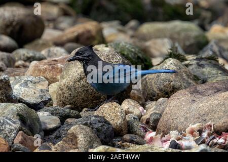 La stellaire (Cyanocitta stelleri) de manger les œufs de saumon, Gribbell Island (Colombie-Britannique) Banque D'Images