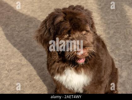 Chien d'eau Portugais chocolat chiot âgé de 3 mois Banque D'Images
