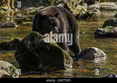 L'ours noir avec des demi-dévoré, saumon, ruisseau Riorden Gribbell Island (Colombie-Britannique) Banque D'Images