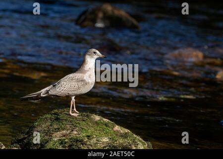 Les jeunes goélands (requête) sur un rocher moussu, Riordan Creek, Gribbell Island (Colombie-Britannique) Banque D'Images