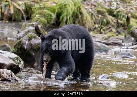 L'ours noir (Ursus americanus) phase noir Kermodei portant un morceau de saumon. Riordan Creek, C.-B., l'Île Gribbell Banque D'Images