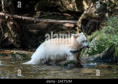 Ours Esprit d'attraper un saumon de l'eau, l'Île Gribbell, la côte de la Colombie-Britannique Banque D'Images