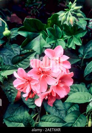 Feuilles de lierre pelargonium Wico avec fleurs roses. Une vivace à feuilles persistantes qui a du givre d'offres. Banque D'Images