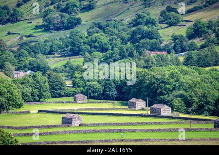 Les structures en pierre dot les champs des Yorkshire Dales, Yorkshire, Royaume-Uni. Banque D'Images