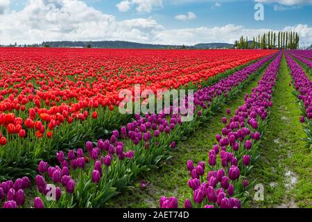 Champs de tulipes en fleurs dans la vallée de la Skagit, près de Mount Vernon, Washington, USA. Banque D'Images