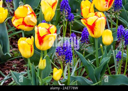 En fleurs tulipes au printemps dans la vallée de la Skagit près de Mount Vernon, Washington, USA. Banque D'Images