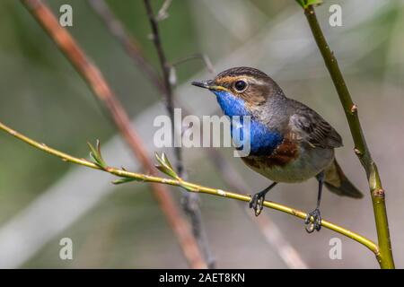 Weißsterniges Blaukehlchen (Luscinia svecica) Männchen Banque D'Images