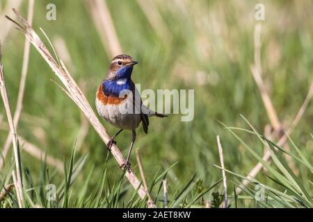 Weißsterniges Blaukehlchen (Luscinia svecica) Männchen Banque D'Images