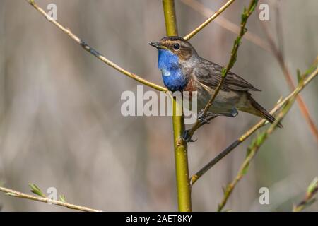 Weißsterniges Blaukehlchen (Luscinia svecica) Männchen Banque D'Images