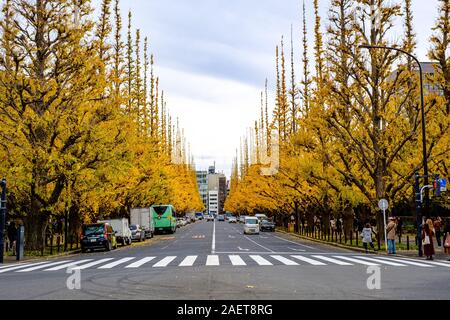 Avec l'automne les arbres de ginkgo à Tokyo Banque D'Images