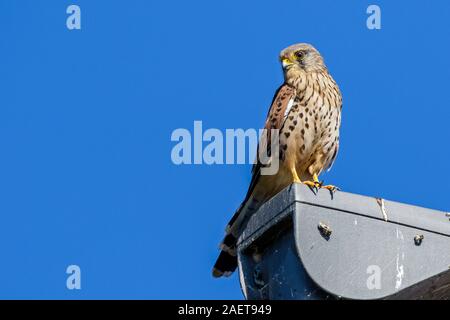 Turmfalke (Falco tinnunculus) Männchen Banque D'Images