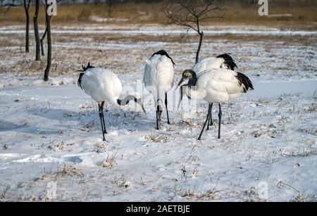 Red-crownded cranes à pied dans la neige dans la réserve naturelle nationale de Zhalong à Qiqihar city, au nord-est de la province de la Chine, 17 novembre 2019. Banque D'Images