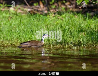 Un Sungrebe (Heliornis fulica) baignade dans la rivière. Tocantins, au Brésil, en Amérique du Sud. Banque D'Images