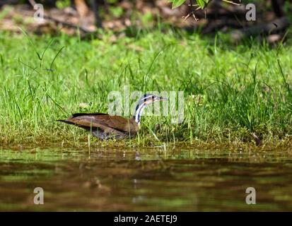 Un Sungrebe (Heliornis fulica) baignade dans la rivière. Tocantins, au Brésil, en Amérique du Sud. Banque D'Images