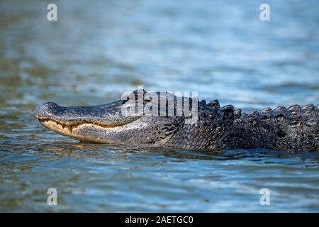 Alligator Alligator mississippiensis) (, natation dans l'eau, animal portrait, bassin Atchafalaya, Louisiane, Etats-Unis Banque D'Images