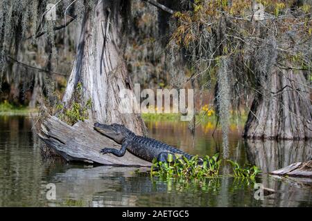 Alligator Alligator mississippiensis), (situé sur tronc d'arbre dans l'eau, bassin Atchafalaya, Louisiane, Etats-Unis Banque D'Images