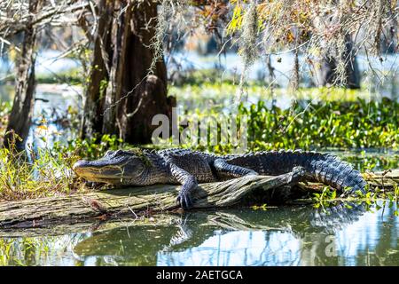 Alligator Alligator mississippiensis), (situé sur tronc d'arbre dans l'eau, bassin Atchafalaya, Louisiane, Etats-Unis Banque D'Images