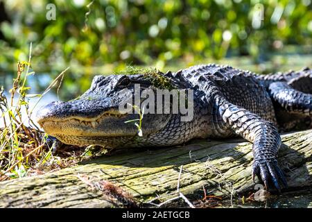 Alligator Alligator mississippiensis), (situé sur tronc d'arbre, animal portrait, bassin Atchafalaya, Louisiane, Etats-Unis Banque D'Images