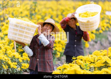 Récolte et sélection des agriculteurs chrysanthème parmi un groupe de golden maman de Heyue village, Datong, ville Tongling city, à l'est la province de l'Anhui, Chine 6 novemb Banque D'Images