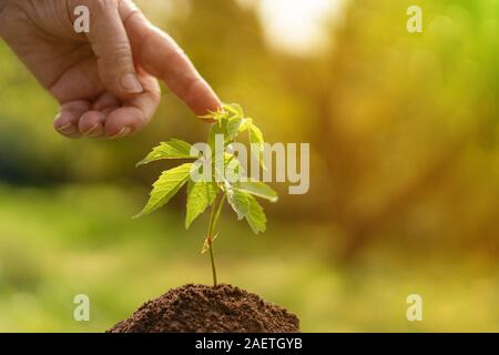 Une part de toucher une jeune petite plante pousse, la nature et les concept de connexion Banque D'Images
