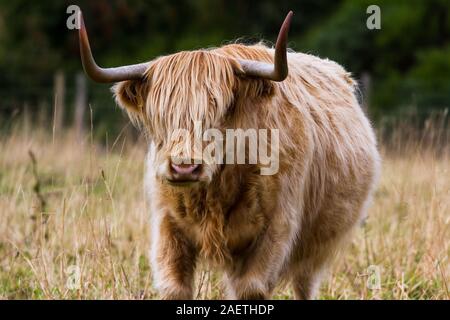 Gros plan d'une vache highland light brown se nourrissant d'herbe verte près du champ de bataille de Culloden dans les Highlands écossais Banque D'Images