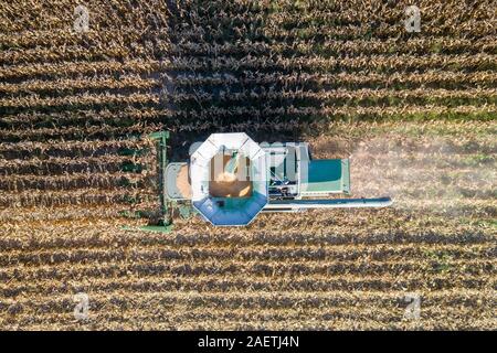 Un agriculteur utilise une moissonneuse-batteuse pour récolter le maïs , Centreville, Maryland. Banque D'Images