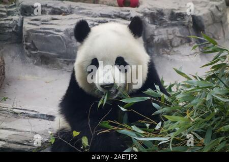 Un an panda mange du bambou au Panda House en zoo de Pékin à Beijing, Chine, 26 novembre 2019. Banque D'Images