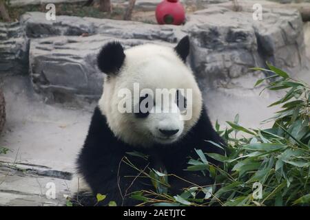 Un an panda mange du bambou au Panda House en zoo de Pékin à Beijing, Chine, 26 novembre 2019. Banque D'Images