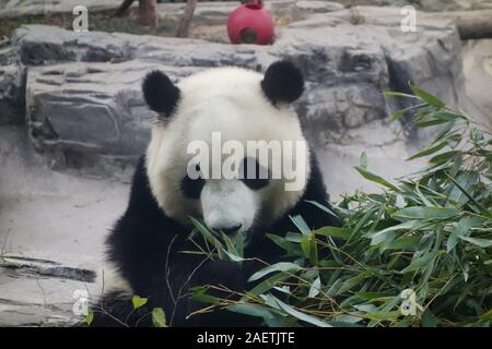 Un an panda mange du bambou au Panda House en zoo de Pékin à Beijing, Chine, 26 novembre 2019. Banque D'Images
