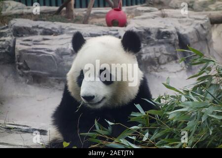 Un an panda mange du bambou au Panda House en zoo de Pékin à Beijing, Chine, 26 novembre 2019. Banque D'Images