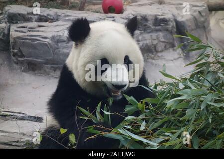 Un an panda mange du bambou au Panda House en zoo de Pékin à Beijing, Chine, 26 novembre 2019. Banque D'Images