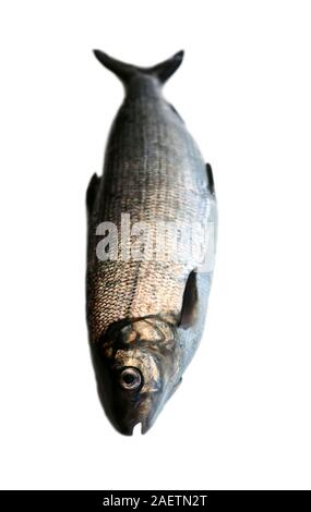 Grand corégone (Coregonus lavaretus) - espèces de poissons très polymorphe. Formulaire à partir de la partie est du golfe de Finlande, mer Baltique. Poisson isolé sur fond blanc Banque D'Images