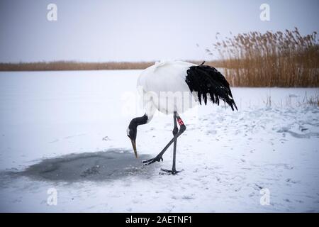 Red-crownded cranes à pied dans la neige dans la réserve naturelle nationale de Zhalong à Qiqihar city, au nord-est de la province de la Chine, 17 novembre 2019. Banque D'Images